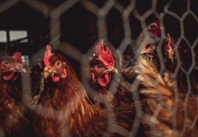 70% of all birds on earth are farmed poultry 70% of all birds on earth are farmed poultry